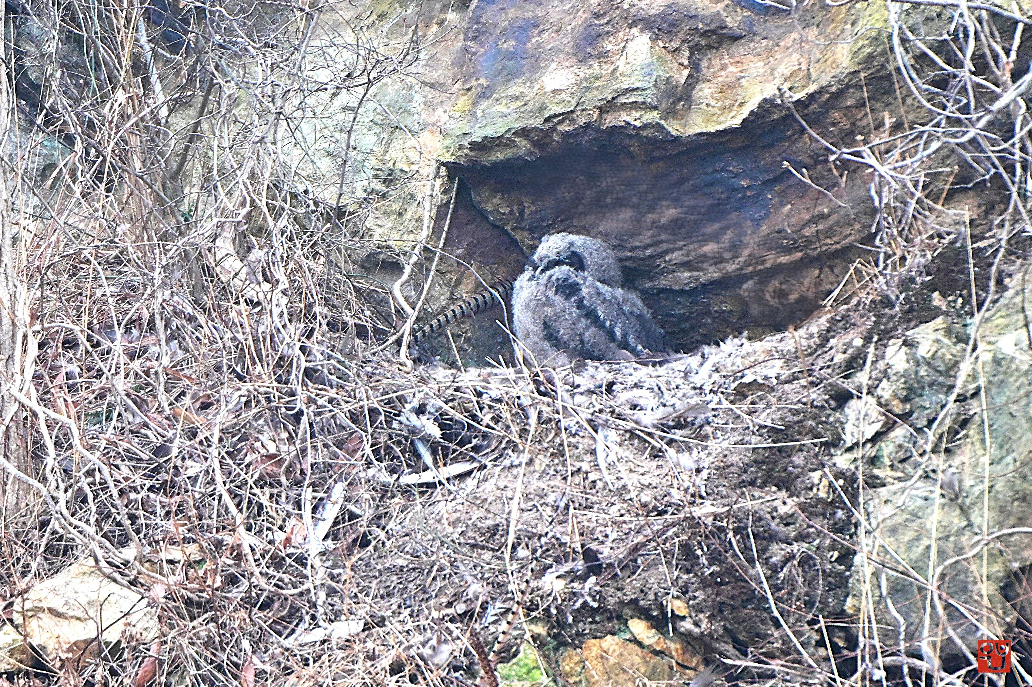 부와 지혜의 상징 수리부엉이 새끼를 기르다.