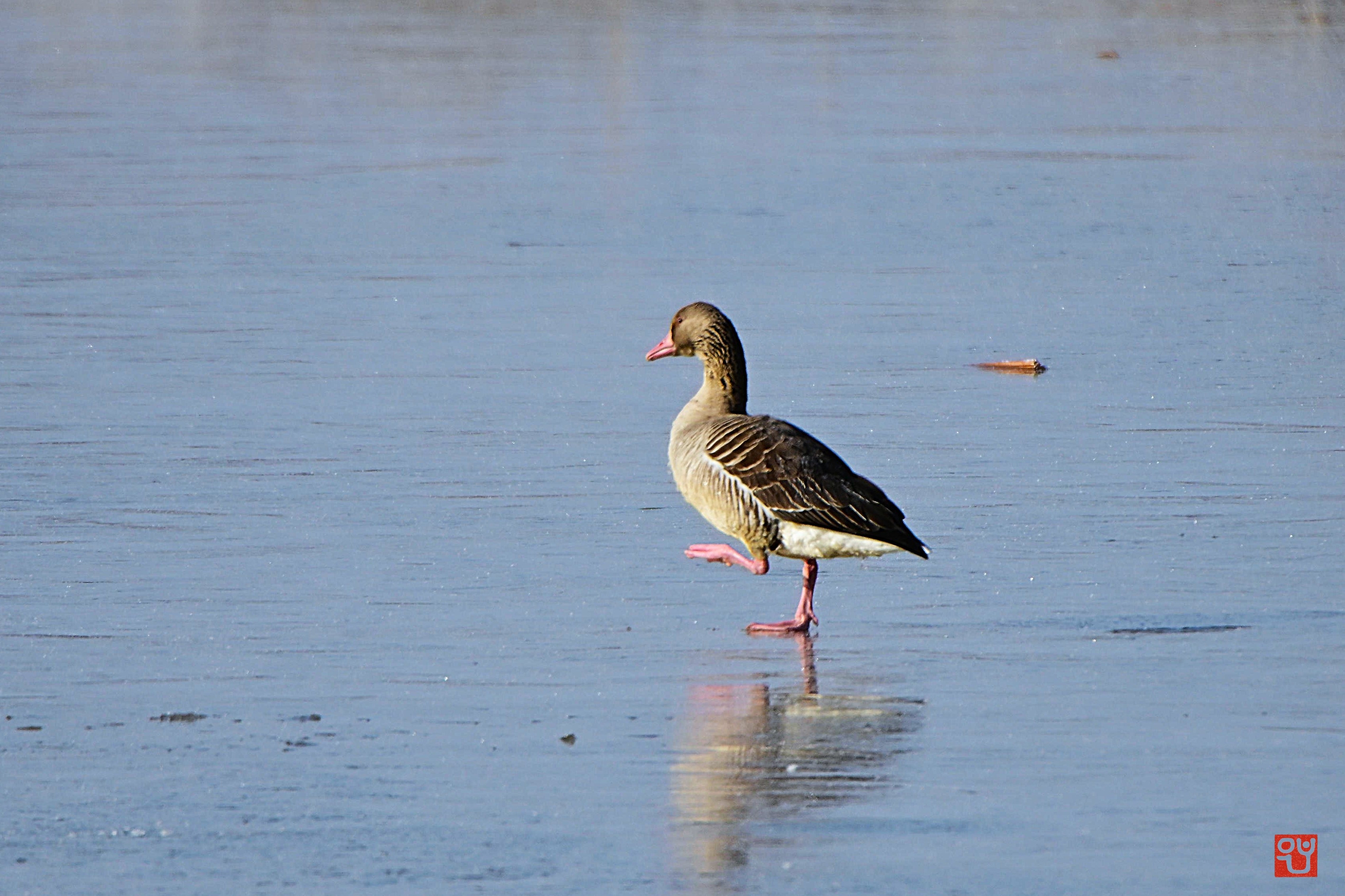 회색기러기 2마리, 김제 주입제에서 큰고니 무리와 동행